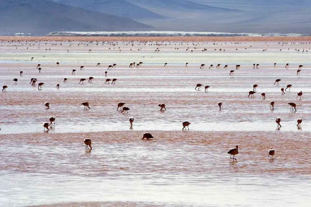 Flamingos in der Laguna Colorada