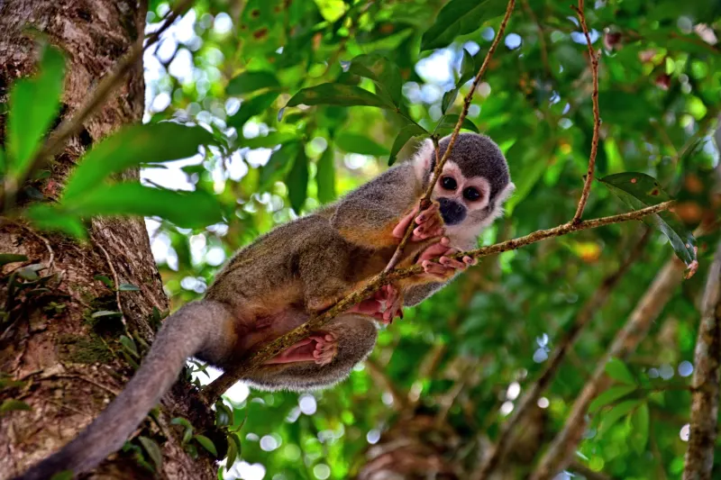Amazonas