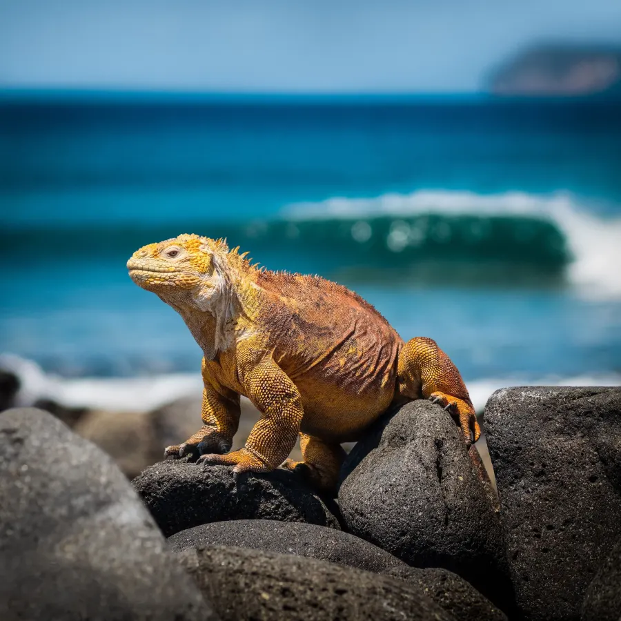 Ecuador & Galápagos kompakt